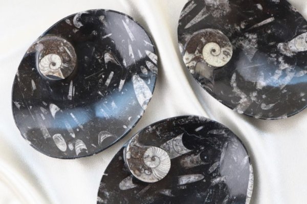 画像4: アンモナイト　皿　楕円型　インテリア　化石　ディスプレイ　浄化　約17x14cm　品番： 12411