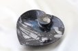 画像2: アンモナイト　皿　ハート型　インテリア　化石　ディスプレイ　浄化　約16x20cm　品番： 12412 (2)