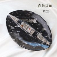 直角貝　皿　葉型　インテリア　化石　ディスプレイ　浄化　約15x17cm　品番： 12410