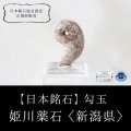 【日本銘石】勾玉　姫川薬石　〈新潟県〉　クリーム　大　約30×20mm　健康　安眠　治癒力アップ　品番：12822