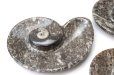 画像3: アンモナイト　小皿　アンモナイト型　右巻き　インテリア　化石　ディスプレイ　浄化　約11.5x9cm　1枚　品番： 14242 (3)