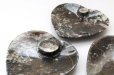 画像4: アンモナイト　小皿　ハート型　インテリア　化石　ディスプレイ　浄化　約11x11cm　1枚　品番： 14244
