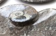 画像2: アンモナイト　小皿　アンモナイト型　右巻き　インテリア　化石　ディスプレイ　浄化　約11.5x9cm　1枚　品番： 14242 (2)