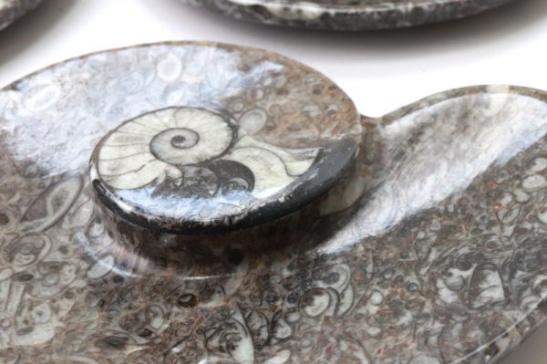 画像2: アンモナイト　小皿　アンモナイト型　右巻き　インテリア　化石　ディスプレイ　浄化　約11.5x9cm　1枚　品番： 14242