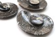 画像4: アンモナイト　小皿　アンモナイト型　左巻き　インテリア　化石　ディスプレイ　浄化　約11.5x9cm　1枚　品番： 14241 (4)