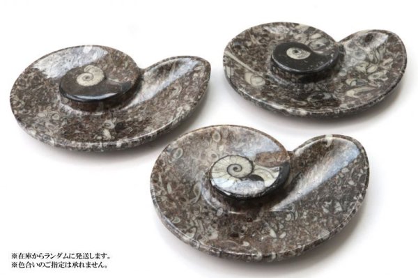 画像5: アンモナイト　小皿　アンモナイト型　右巻き　インテリア　化石　ディスプレイ　浄化　約11.5x9cm　1枚　品番： 14242