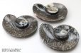 画像5: アンモナイト　小皿　アンモナイト型　左巻き　インテリア　化石　ディスプレイ　浄化　約11.5x9cm　1枚　品番： 14241 (5)