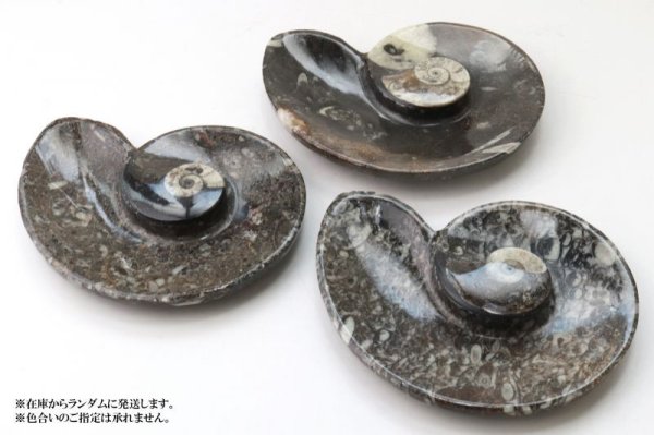 画像5: アンモナイト　小皿　アンモナイト型　左巻き　インテリア　化石　ディスプレイ　浄化　約11.5x9cm　1枚　品番： 14241