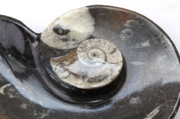 画像2: アンモナイト　小皿　アンモナイト型　左巻き　インテリア　化石　ディスプレイ　浄化　約11.5x9cm　1枚　品番： 14241