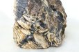 画像4: 原石　タイガーアンバー　スマトラ産　希少　変化　変容　置物　天然石　品番： 14994