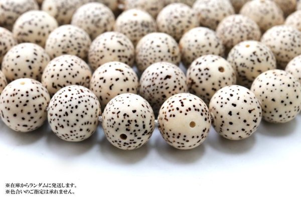 画像3: 【パワーズウッド】連　星月菩提樹　約10mm　無数の福　調和　高い意志に導く力　天然木　品番：15322