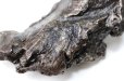 画像2: 【隕石】シホーテ・アリン隕石　約75g　オクタヘドライト　ロシア産　1947年2月12日　エネルギー　知恵　情報　生命　[一点物]　品番：15492 (2)