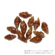 画像4: 【現品限り】貝化石　カーネリアン化　アメリカ産　約2〜3cm　月のおさがり　ビカリア　人間関係　恋愛　仕事運　浄化　化石　品番：16403 (4)