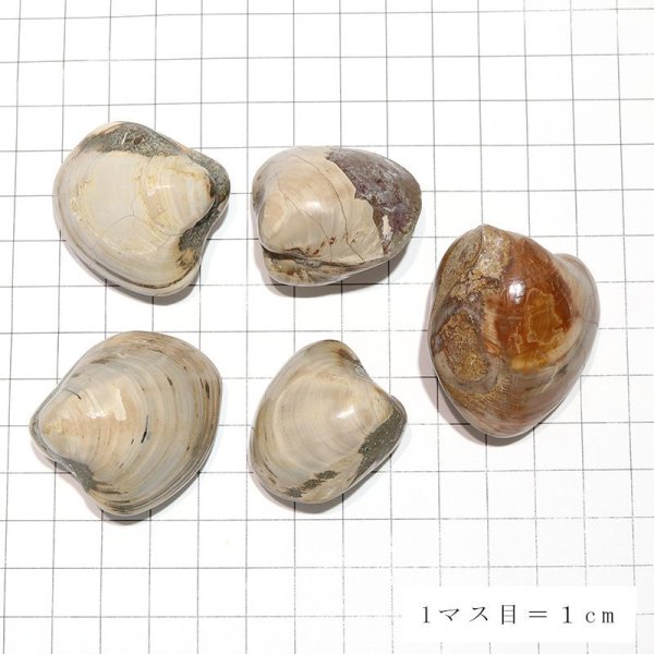 画像5: 【現品限り】2枚貝化石　ジュラ紀後期　マダガスカル産　フォッシルシェル　約3〜4cm　インテリア　化石　ディスプレイ　浄化　品番：16404