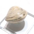 画像3: 【現品限り】2枚貝化石　ジュラ紀後期　マダガスカル産　フォッシルシェル　約3〜4cm　インテリア　化石　ディスプレイ　浄化　品番：16404 (3)