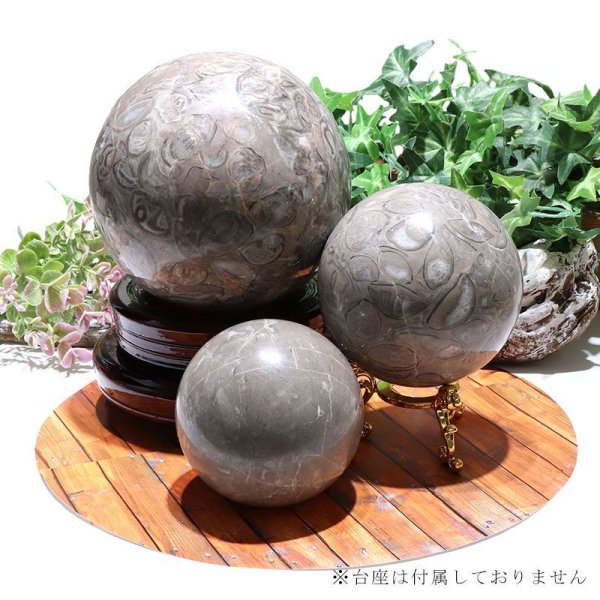 画像2: 置物　丸玉　フォシルクリノイド　約8cm　中国産　ウミユリの化石　貝　フォシルコーラル　浄化　癒し　パワーストーン　天然石　品番：16593