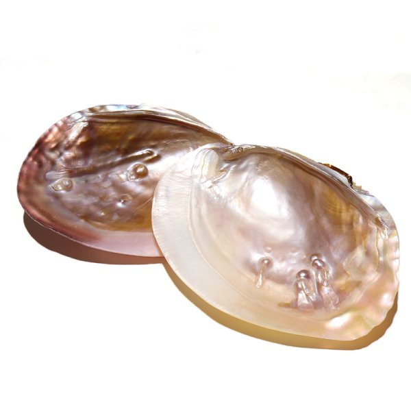 画像7: イケチョウ貝　シェル　さざれ　お皿　10×15cm　　品番： 10908