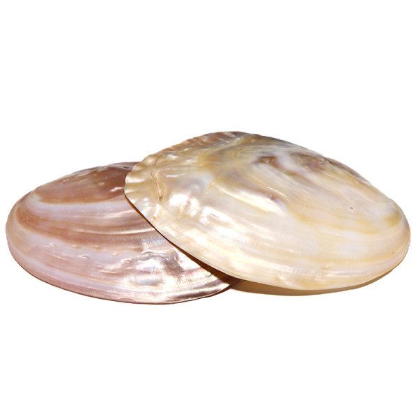 画像8: イケチョウ貝　シェル　さざれ　お皿　10×15cm　　品番： 10908