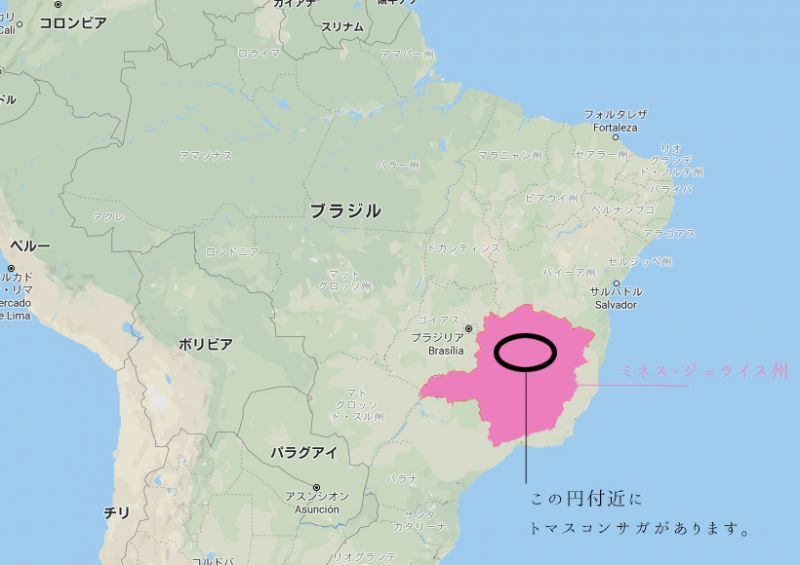 高品質 幻の水晶 ブラジル ミナス ジェライス州トマスコンサガ産 40gサイズ 1個売り 水晶 クラスター 原石 品番 置物 オブジェ 原石 ストーンクラブ