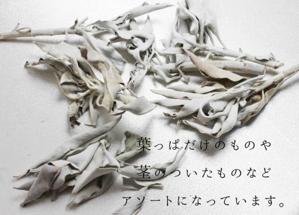 画像2: 浄化 ホワイトセージ 約30g カリフォルニア州産 品番: 8120 (2)