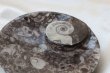 画像2: アンモナイト　小皿　丸型　インテリア　化石　ディスプレイ　浄化　直径約10.5cm　品番： 12409 (2)