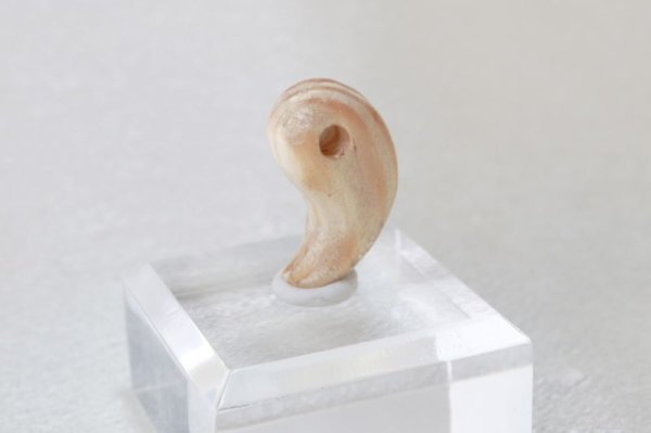画像2: 【バースデーウッド】勾玉 1月の誕生木 松(まつ) 白 日本製 荘厳 永遠 繁栄 パワーズウッド 品番:12833 (2)
