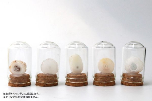 画像6: 置物 ミニ原石 ソーラークォーツ 水晶 アゲート 浄化 疲労回復 インテリア 品番:13838 (6)