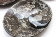 画像3: アンモナイト　小皿　楕円型　インテリア　化石　ディスプレイ　浄化　約12x9cm　1枚　品番： 14243 (3)