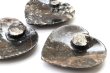 画像5: アンモナイト　小皿　ハート型　インテリア　化石　ディスプレイ　浄化　約11x11cm　1枚　品番： 14244 (5)