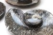 画像3: アンモナイト　小皿　アンモナイト型　左巻き　インテリア　化石　ディスプレイ　浄化　約11.5x9cm　1枚　品番： 14241 (3)