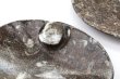 画像2: アンモナイト　小皿　楕円型　インテリア　化石　ディスプレイ　浄化　約12x9cm　1枚　品番： 14243 (2)