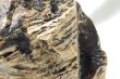 画像3: 原石　タイガーアンバー　スマトラ産　希少　変化　変容　置物　天然石　品番： 14994 (3)