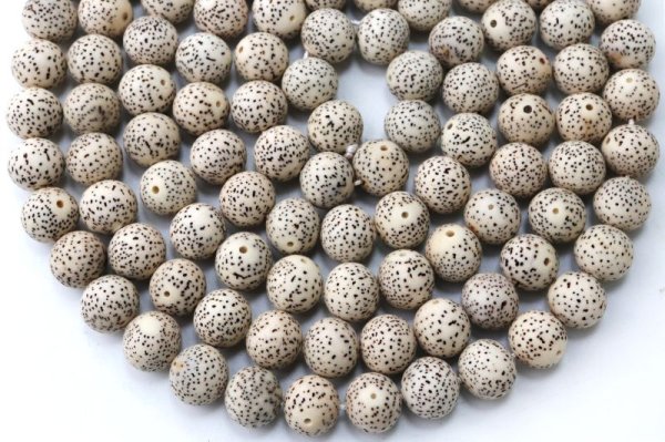 画像5: 【パワーズウッド】連 星月菩提樹 約10mm 無数の福 調和 高い意志に導く力 天然木 品番:15322 (5)