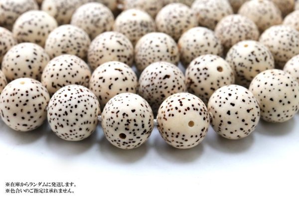 画像3: 【パワーズウッド】連 星月菩提樹 約10mm 無数の福 調和 高い意志に導く力 天然木 品番:15322 (3)