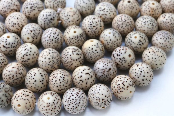 画像4: 【パワーズウッド】連 星月菩提樹 約10mm 無数の福 調和 高い意志に導く力 天然木 品番:15322 (4)