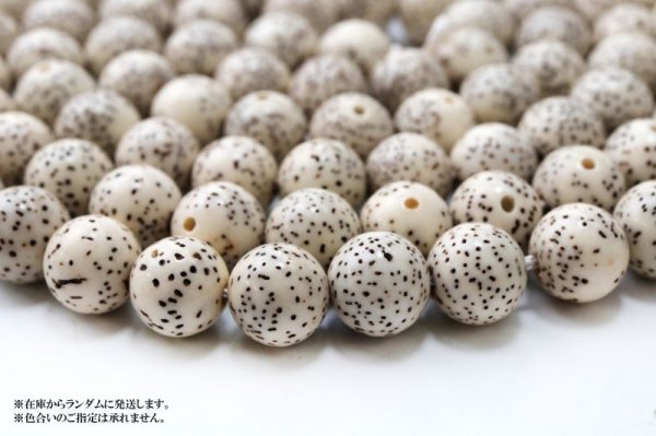 画像4: 【パワーズウッド】連 星月菩提樹 約8mm 無数の福 調和 高い意志に導く力 天然木 品番:15321 (4)