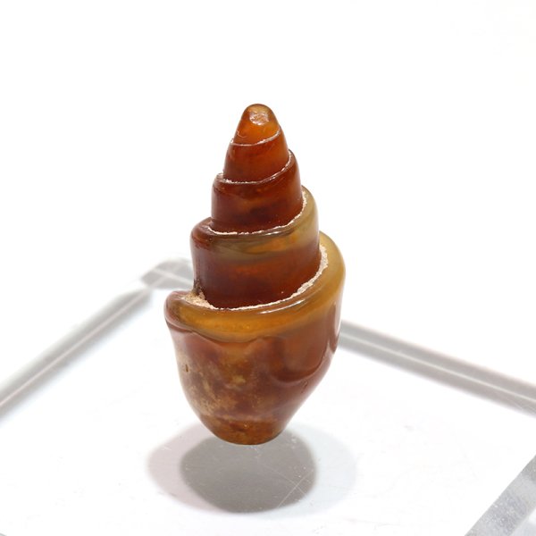 画像3: 【現品限り】貝化石 カーネリアン化 アメリカ産 約2〜3cm 月のおさがり ビカリア 人間関係 恋愛 仕事運 浄化 化石 品番:16403 (3)