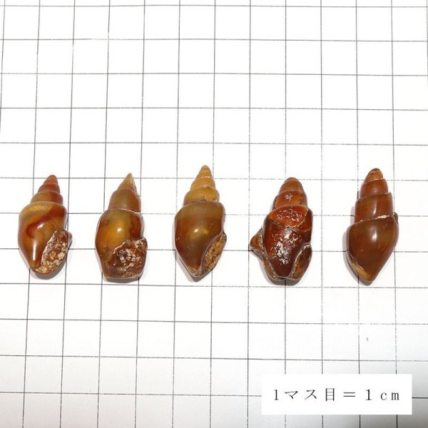 画像5: 【現品限り】貝化石 カーネリアン化 アメリカ産 約2〜3cm 月のおさがり ビカリア 人間関係 恋愛 仕事運 浄化 化石 品番:16403 (5)