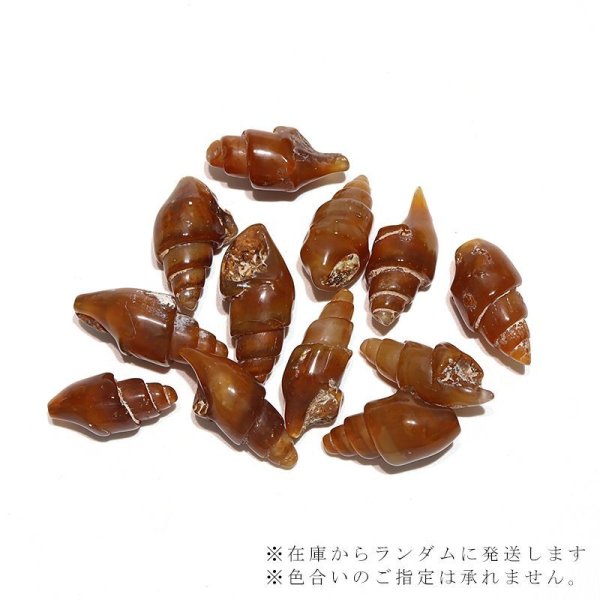 画像4: 【現品限り】貝化石 カーネリアン化 アメリカ産 約2〜3cm 月のおさがり ビカリア 人間関係 恋愛 仕事運 浄化 化石 品番:16403 (4)