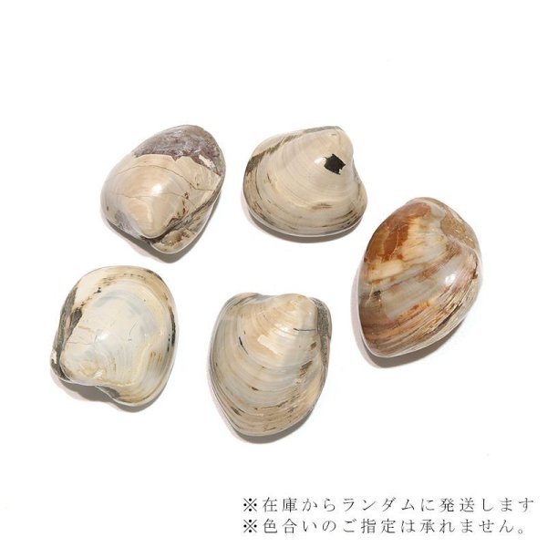 画像4: 【現品限り】2枚貝化石 ジュラ紀後期 マダガスカル産 フォッシルシェル 約3〜4cm インテリア 化石 ディスプレイ 浄化 品番:16404 (4)