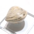 画像3: 【現品限り】2枚貝化石 ジュラ紀後期 マダガスカル産 フォッシルシェル 約3〜4cm インテリア 化石 ディスプレイ 浄化 品番:16404 (3)