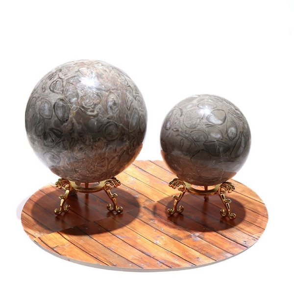 画像6: 置物 丸玉 フォシルクリノイド 約15cm 中国産 ウミユリの化石 貝 フォシルコーラル 浄化 癒し パワーストーン 天然石 品番:16600 (6)