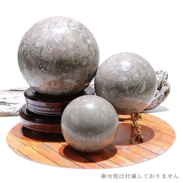 画像7: 置物 丸玉 フォシルクリノイド 約15cm 中国産 ウミユリの化石 貝 フォシルコーラル 浄化 癒し パワーストーン 天然石 品番:16600 (7)