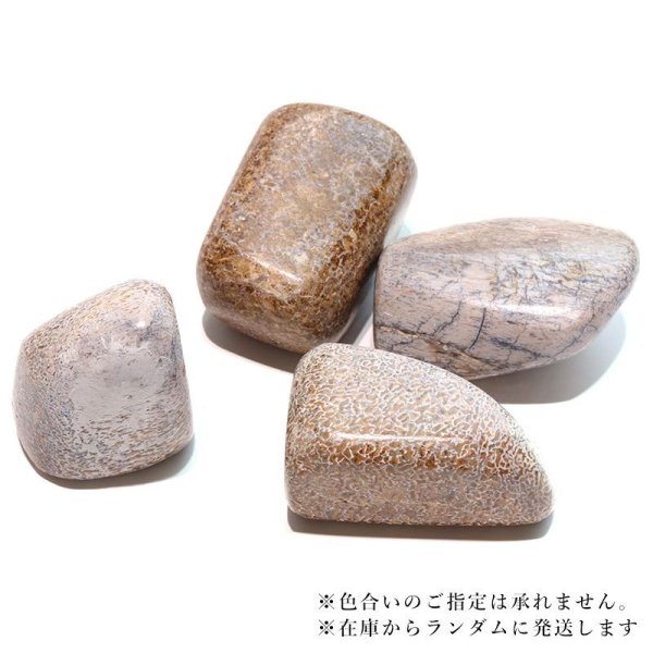 画像3: 【現品限り】原石 ダイナソーボーン 約4〜6cm アメリカ産 化石 フォッシル 1個 パワーストーン 天然石 品番:18104 (3)